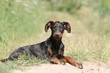 DOBERMANN 916